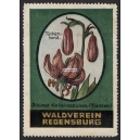 Regensburg Waldverein Türkenbund (001)